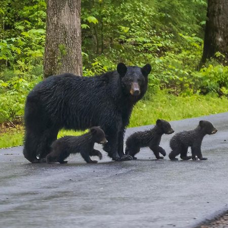Bear End Villa Сивиървил Екстериор снимка